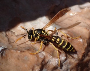 Wasp
